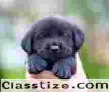 Golden Retriever Puppies In Spring Valley NY | Pawsitive Retrievers