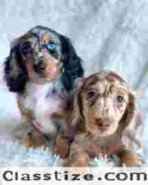 Dachshund Puppies For Adoption
