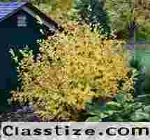 🌿 Discover 400+ Wild Foods Growing Around You 🌿