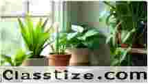  Low Light Indoor Plants for Homes Without Sun