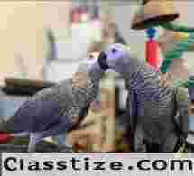 Healthy & Well-Socialized African Grey Parrots for Sale