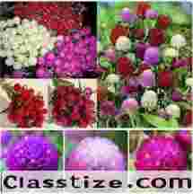 Gomphrena Globosa Seeds – Tropical Annual Globe Amaranth  