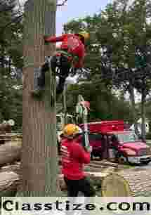 Tree Service in North NJ – Amazing Tree Services