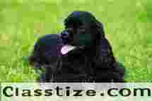 Puppies for Sale in Ghaziabad | Healthy & Vaccinated Pets