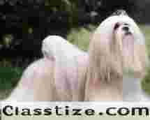 Affordable & Popular Dog Breeds in India