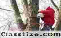 Reliable Tree Company in Morris County, NJ for Homes and Businesses