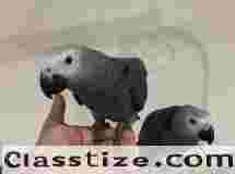 BREEDING PAIRS OF AFRICAN GREYS, MACAWS, ELECTUS, AND THEIR BABIES
