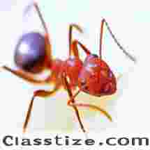 Effective Ant Prevention Services in NJ
