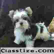 TOY YORKIES FOR ADOPTION