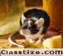 Professional Mice Control in NJ Services