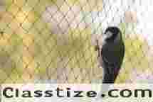 Looking for Anti Bird Nets in Chennai?