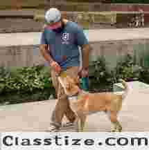 Best Dog Trainer in San Antonio TX