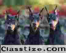 Ghaziabad Best Doberman Dogs for Sale – Smart and Energetic