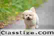 Buy Maltipoo Puppies in Gurgaon | Trusted Maltipoo Breeder