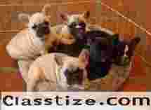 Exclusive Dogs for Sale in India - Find Your Perfect Puppy Match Today!
