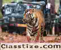 Resorts in Kanha National Park for a Perfect Jungle Retreat