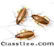 https://www.elzse.com/professional-cockroaches-control-in-nj-safe-amp-reliable-i190861