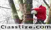Professional Tree Company in Essex County, NJ