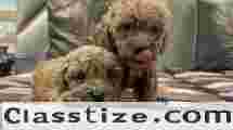 Poodle Puppies for Sale in Pune