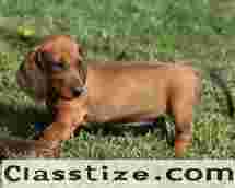 Must-Know Popular Dog Breeds in India for Every Home
