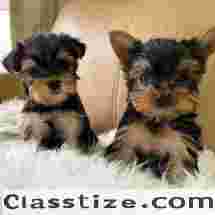 TEACUP YORKIES FOR ADOPTION