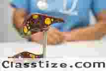 Top Chronic Liver Specialists in Ludhiana for Expert Care