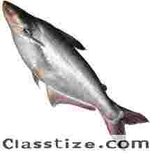Get Pangasius Fish Wholesale in India