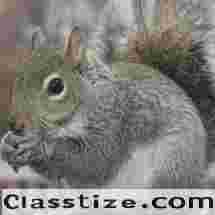 Squirrel Removal in Essex County, NJ – ALCO Animal & Pest Control