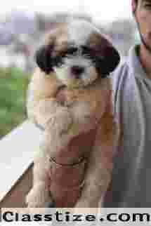 Shihtzu Puppy Sale in Delhi | Healthy & Purebred Puppies
