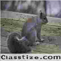 Gray Squirrel Control in Bergen County, NJ – ALCO Animal & Pest Control
