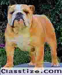 Compare Dog Boarding Prices in Delhi Today