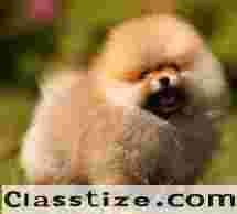 Buy Cute Toy Pomeranian Dog for Sale inGurgaon - Call Testify Kennels