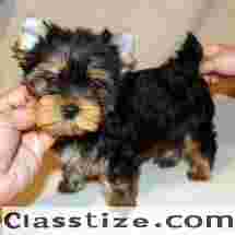 GET YOUR TOP QUALITY TEACUP YORKIE PUPPIES FOR ADOPTION