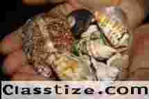 Gold Available For Sale, We Offer The Best For You + 256702530886   [Gold Available For Sale, We Offer The Best For You+ 256702530886 Gold for Sale in USA, Kampala Uganda, Canada, Australi Gold for Sale in USA, Kampala Uganda, Canada, Australia, Europe. No hidden payments and no payments upfront if you are a serious buyer. We do CIF to our serious buyers without delays or FOB to those more serious buyers who want to come to Uganda for a pick up. We recommend our good buyers to fly to uganda and do the testing and visit our mining sites and do a due diligence for more trust and long term business  24 Karat, 98+ Purity Gold Wholesale supplier. Gold world is a leading global supplier and trader of an extensive range of 24 Karat Gold. Our sales team is committed to providing impeccable services to our clients, and they are always ready to answer your questions.  Smooth Delivery on Time Worldwide  Along with the best quality of our 24 Karat Gold, we take care of the packaging process as well. We always involve high-technique packaging system which provide barrier protection against moisture, dust, or any kind of mechanical damage during transportation. Not only this, we perform smooth delivery of our 24 Karat Gold within the given date and time. Our entire gold product is delivered in 3–7 days by courier worldwide  CONTACT:  Telegram: + 256702530886   WhatsApp: + 256702530886     Impeccable Feature of 24 Karat Gold  We Work Directly With The Gold buyers To Cut Out The Middle Man, So We Can Avoid Wasting Time. We Are The Leading Gold Sellers. Best Prices Guaranteed .Find Us In Uganda, Kampala. Trusted Gold Sellers — Buy Our Gold with Confidence. Easy Gold Selling Process. Easy Selling Process. Satisfaction Guaranteed. No Hidden Fees. Trusted Experts. Secure Transactions. Instant Quotes. Gold Bars, Gold Bullion And Nuggets. Gold dust, gold bars and gold nugget for sale· Gold nugget, Gold bar, Gold dust · gold bullion buyers and sell.  Luxembourg, Singapore, Ireland, Qatar, Switzerland, Norway, United States, United Arab Emirates, Brunei, Hong Kong, germany, Austria, Belgium, Czech Republic, Denmark  Estonia, Finland, France, Germany, Greece, Hungary, Iceland, Italy, Latvia, Lithuania, Luxembourg, Malta, Netherlands, Norway, Poland, Portugal, Slovakia, Slovenia, Spain, Sweden, Switzerland  SERIOUS INQUIRIES ONLY PLEASE+ 256702530886 