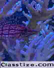Create a Cool Aquarium with JKFish!