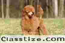 Poodle Puppy Sale in Delhi | Healthy & Cute Puppies Available