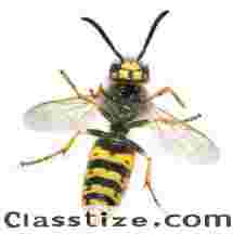 Wasp Control in NJ 