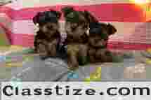 STANDARD TEACUP YORKIES PUPPIES