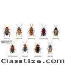 Cockroach Pest Control Service - People’s Pest 