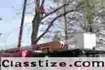 Tree Removal Company – Amazing Tree Services