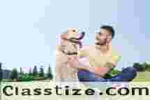 Golden Retriever Puppy for Sale Near Me: How to Find a Good Breeder