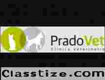 Veterinaria gatos Oviedo