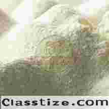Donkey Milk Powder