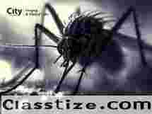 Malaria Symptoms and Blood Test Name You Should Know