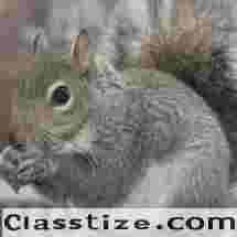 Expert Squirrel Control in NJ Solutions