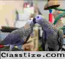 Talking Male and Female African Grey Parrots For Sale/Macaw/Cockatoo